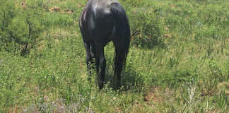 A horse grazing in a paddock with an abundance of nitrate-loving weeds.