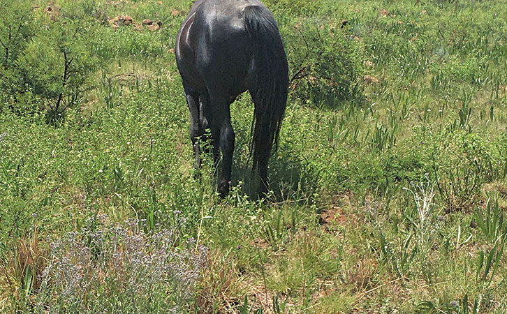 Managing high nitrate levels in paddocks