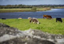 €100 million in Brexit compensation for Irish beef farmers