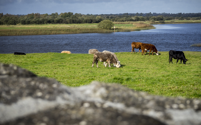 €100 million in Brexit compensation for Irish beef farmers