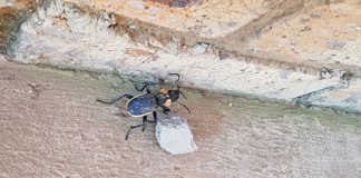 Anthia beetle