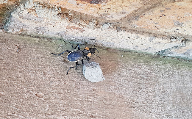 Dealing with Anthia beetles in your paddocks Dealing with Anthia beetles in your paddocks
