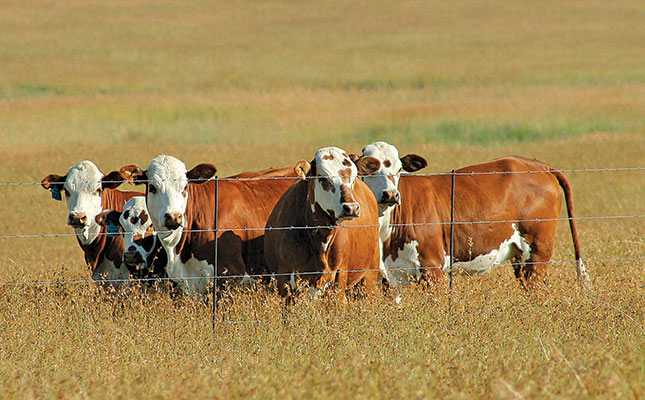 Extending artificial insemination to beef cattle Extending artificial insemination to beef cattle
