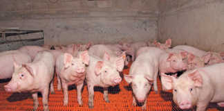 More African swine fever outbreaks reported
