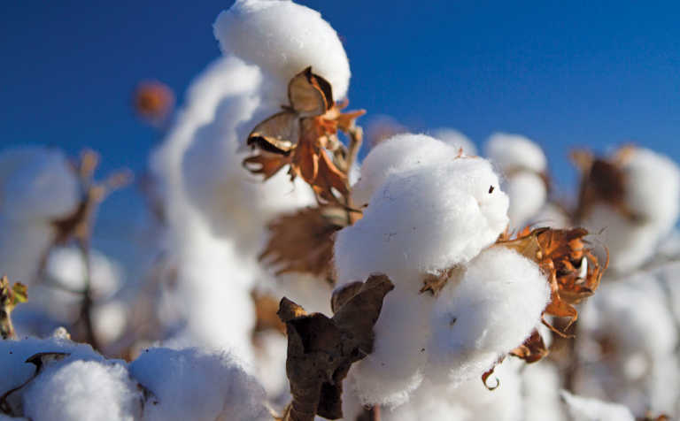 80% increase in Indian cotton imports due to severe drought 80% increase in Indian cotton imports due to severe drought