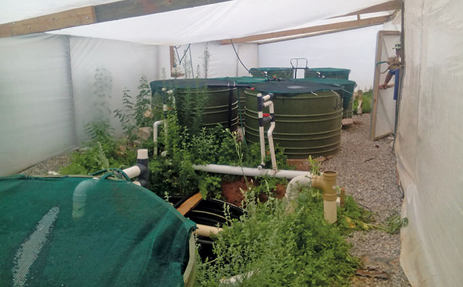 Aquaponics: get it right, or grow veggies on their own!