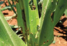 Fall armyworm larvae can cause damage to maize