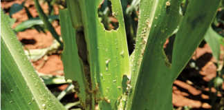 Fall armyworm larvae can cause damage to maize