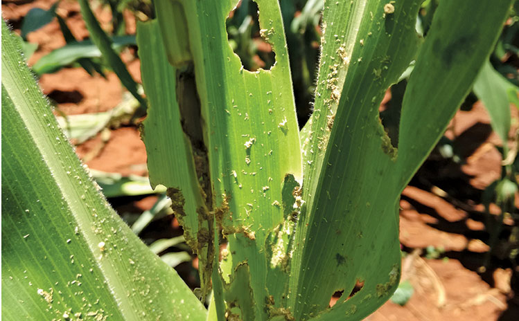 Fall armyworm larvae can cause damage to maize