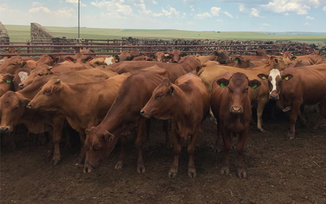Traceability system on track, says SA Feedlot Association