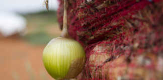 ‘Many factors impact vegetable price fluctuations’