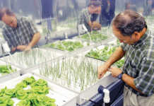 NASA plant physiologist Ray Wheeler checks onions being grown using hydroponic techniques.