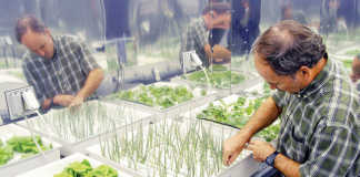 NASA plant physiologist Ray Wheeler checks onions being grown using hydroponic techniques.