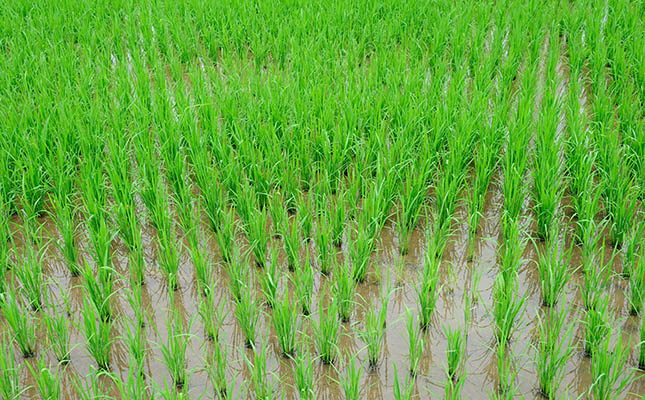 Worst harvest outlook for North Korea in a decade Worst harvest outlook for North Korea in a decade