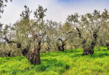 EU olive industry under threat from killer pathogen