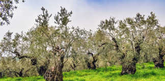EU olive industry under threat from killer pathogen