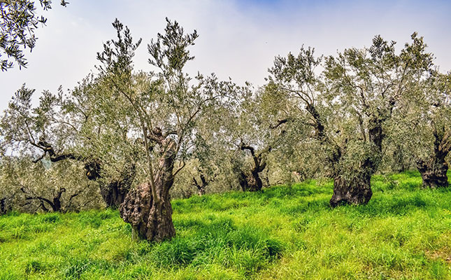 EU olive industry under threat from killer pathogen