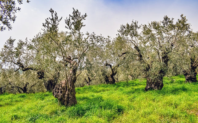 EU olive industry under threat from killer pathogen EU olive industry under threat from killer pathogen