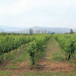 Vineyard