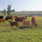 brangus-cattle