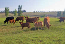 Brangus cattle