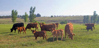 Brangus cattle