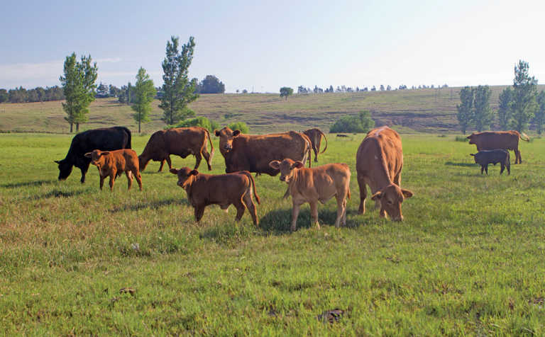 Award-winning Brangus breeder’s formula for success Award-winning Brangus breeder’s formula for success