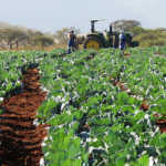 Vegetable farmer’s strategy for synching production with demand