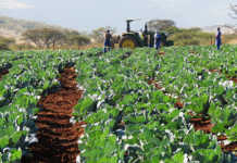 cabbage crop