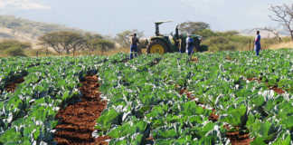 cabbage crop