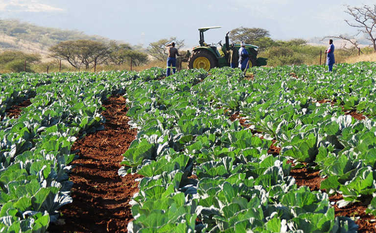 Vegetable farmer’s strategy for synching production with demand