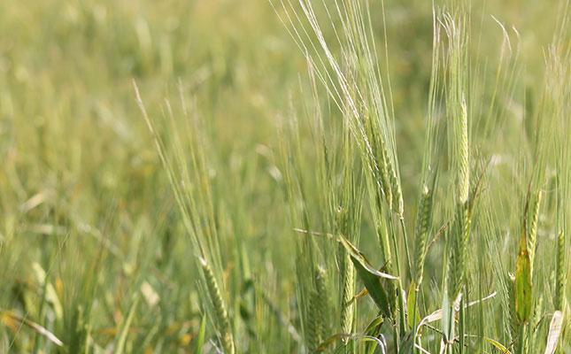 Craft beer niche market could see barley production rise