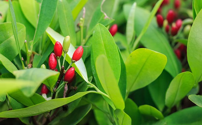 Helping farmers in Colombia swop coca for coffee