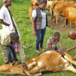 Anthrax outbreak