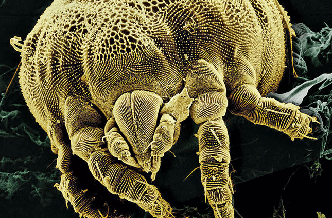 Dealing with external parasites on chickens Dealing with external parasites on chickens