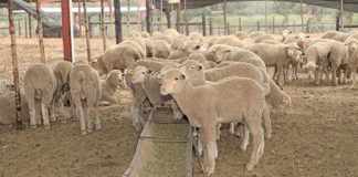 sheep-eating-lucerne