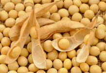 China to increase soya bean output amid trade tensions
