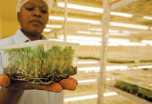 A tub with in vitro plants