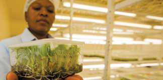 A tub with in vitro plants