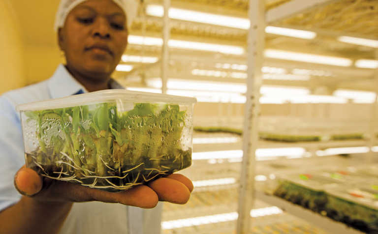 Tissue-cultured bananas: uniform and high-yielding Tissue-cultured bananas: uniform and high-yielding