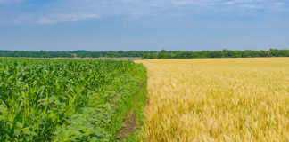 EU maize imports increase 40% in current marketing season