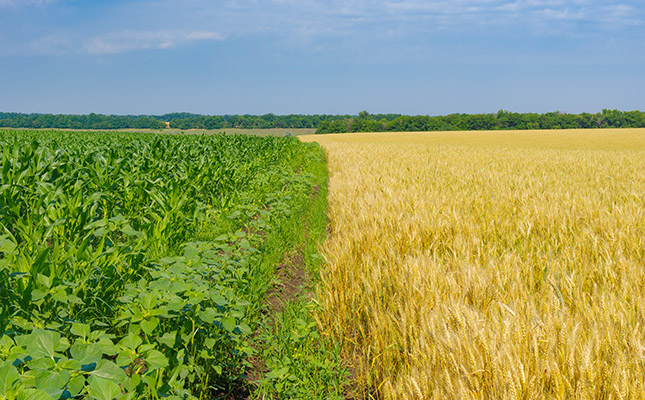 EU maize imports increase 40% for current marketing season