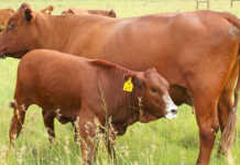 Bonsmara cow and calf