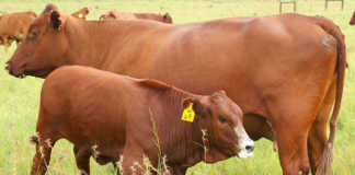 Bonsmara cow and calf