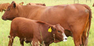 Bonsmara cow and calf