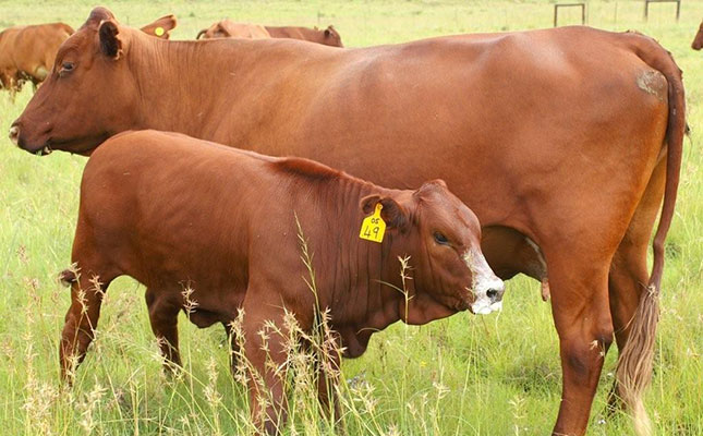 Why Bonsmara cows should be your first choice