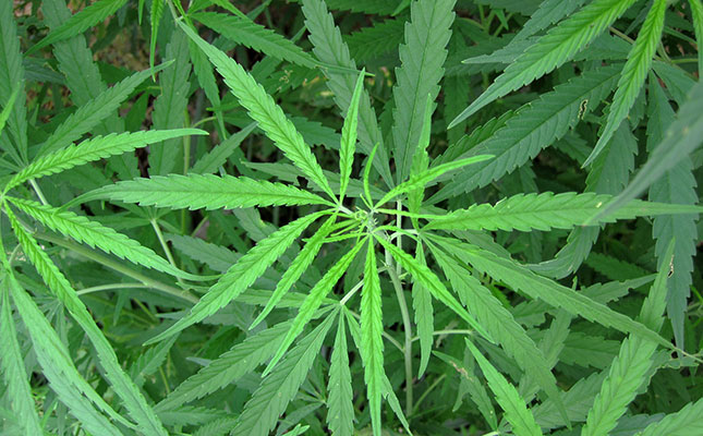 Cannabis industry is in need of legislation