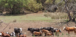 cattle in Zimbabwe