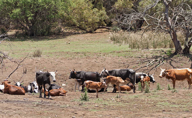 Multi-million rand agri growth programme launched in Zimbabwe Multi-million rand agri growth programme launched in Zimbabwe