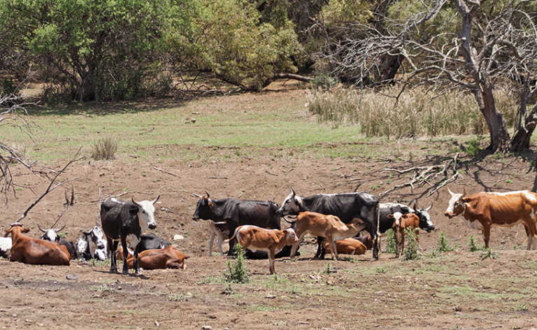 Multi-million rand agri growth programme launched in Zimbabwe